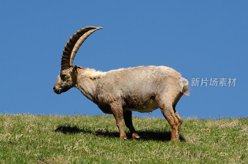 施泰因博克(Capra ibex)